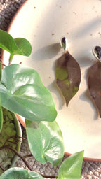 Gold Leaves Earrings
